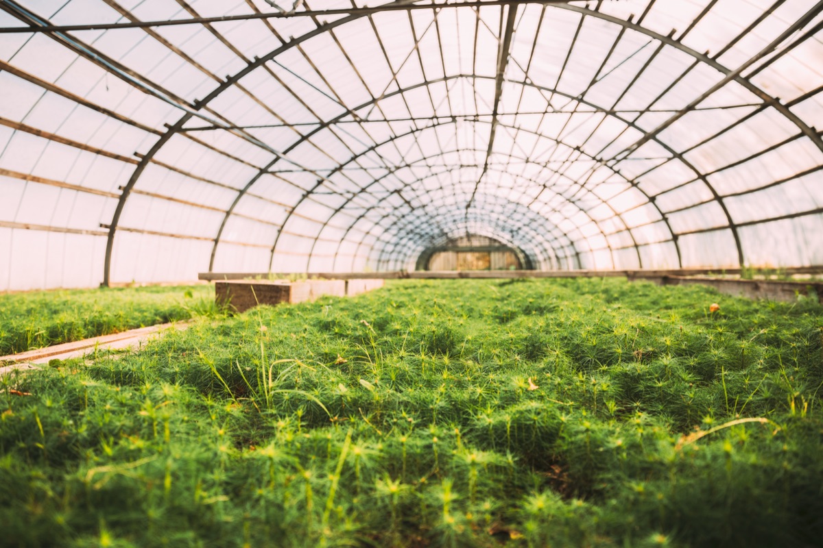 Cannabis & Hemp Farms: The Hidden Costs of Poor Ventilation
