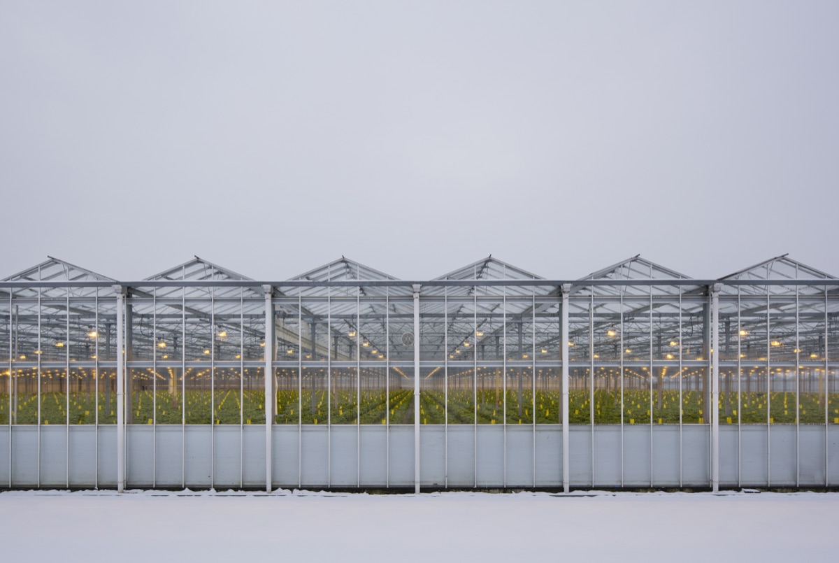 How HVLS Fans Reduce Energy Costs for Indoor and Greenhouse Cannabis Operations