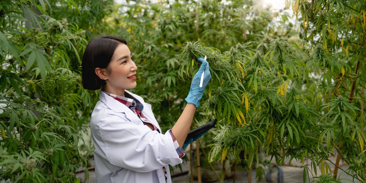 Why Hemp Growth Is So Difficult Without the Right Environment (And How Big Fan Man Can Help)