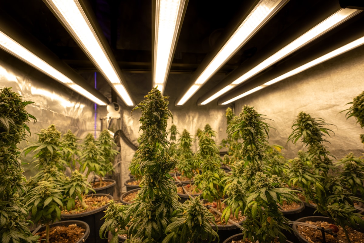 How to Choose the Right HVLS Fan for Cannabis or Hemp Cultivation