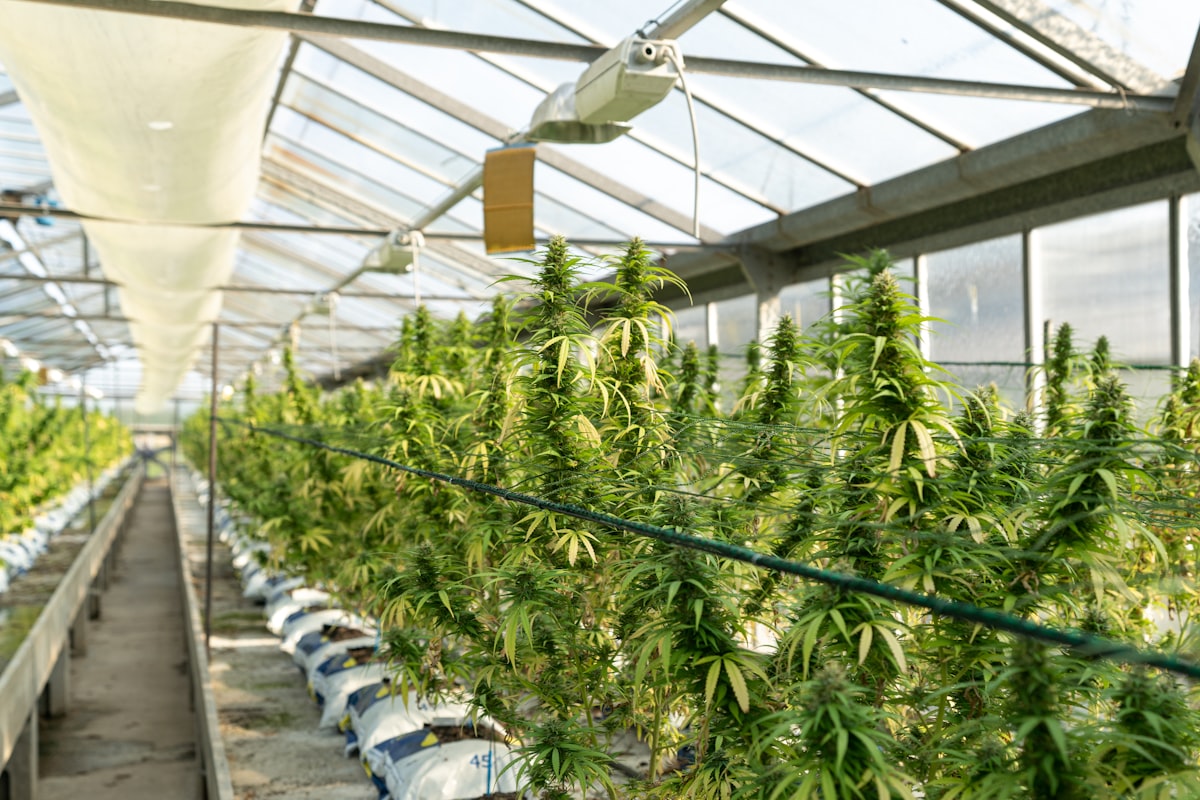 Hemp vs. Cannabis Cultivation: What Growers Should Know Before Investing in Ventilation